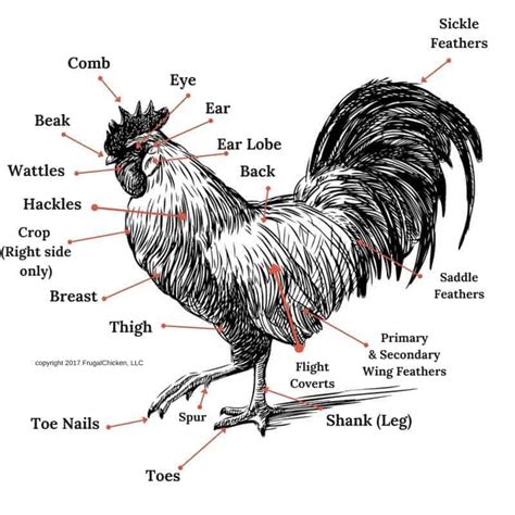 chicken anatomy 101 pampered chicken mama