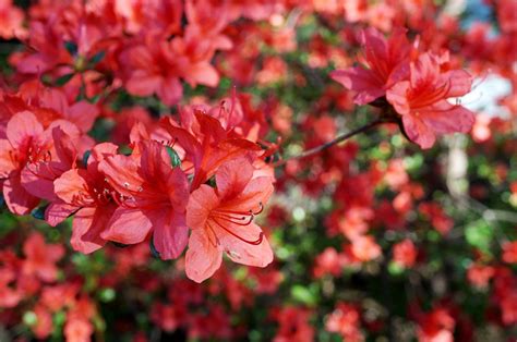 10 Stunning Red Flowering Shrubs Flowering Shrubs Hibiscus Tree Red