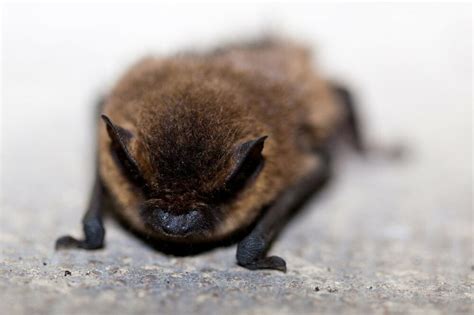 Big Brown Bat Covenant Wildlife