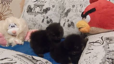 Si te gustan estos pequeños perros toy entra aquí. Regalo Stupefacenti Cuccioli di Pomerania Mini Toy - YouTube