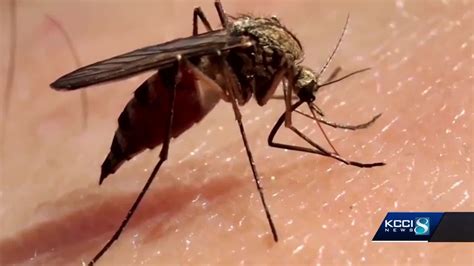 Mosquito Spray Debate Causes Buzz In Des Moines Neighborhood Youtube