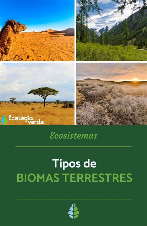 Los Ecosistemas Tipos De Ecosistemas Biomas Y Bioma Terrestre