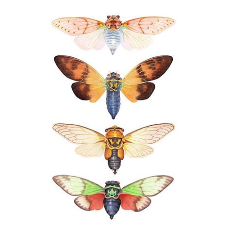 Cicada Watercolor Painting Print Insect Wall Art Cicadas Watercolour Insects Wall Art Moth