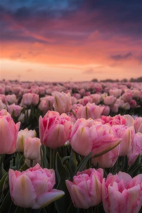 Wallpaper Netherlands Lot Of Pink Tulips Morning Flowers Field