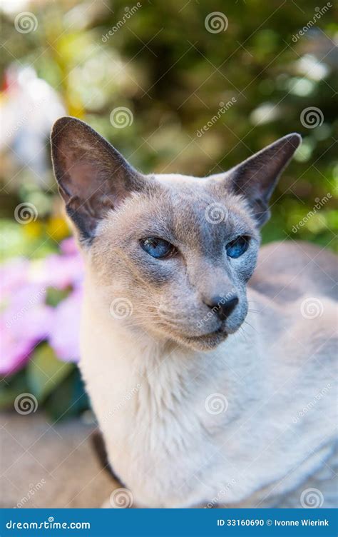 Siamese Cat With Blue Eye Sitting On White Background Blue Diamond Cat