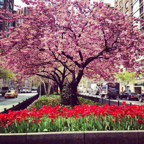 Cherry Blossoms Park Avenue Lyons Mortgage Services Inc