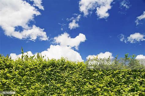 Beech Hedge Photos And Premium High Res Pictures Getty Images