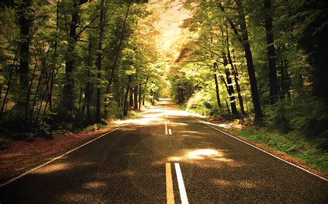 Nature Forest Road The Way Tree Photo Hd Wallpaper