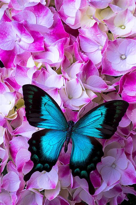Blue Butterfly On Pink Hydrangea Photograph By Garry Gay Fine Art America