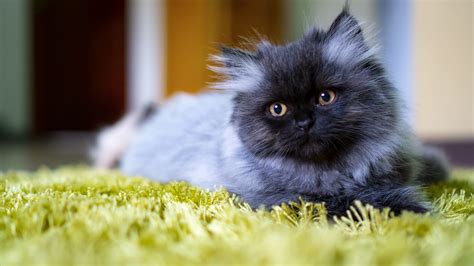 57 Best Photos Chinchilla Persian Cat Personality Chinchilla Persian