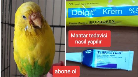 Muhabbet Kuşlarında Mantar Tedavisi Ve Hastalığı Youtube