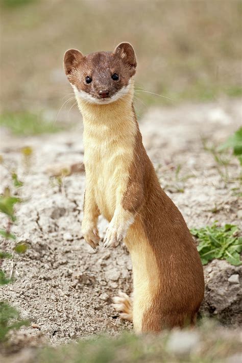 Long Tailed Weasel 0386 Mustela Frenata Photograph By Michael Trewet