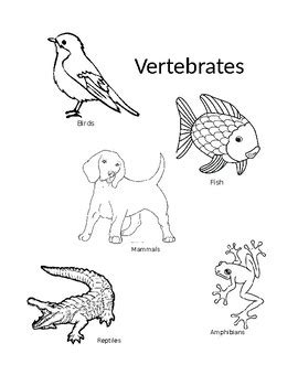 A cnidarians b echinoderms c arthropods d. Vertebrates/Invertebrates Coloring by Lauran Deibert | TpT