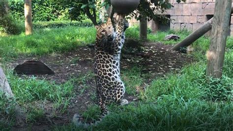 Greenville Zoo Puts Extra Measures In Place To Keep Animals Cool