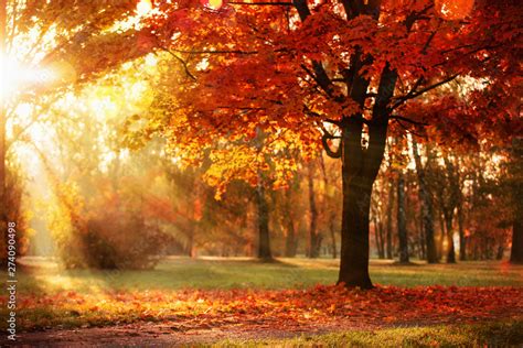 Autumn Landscape Fall Scenetrees And Leaves In Sunlight Rays Stock