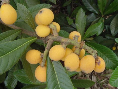 The fruit is inedible but decorative. PLANTanswers: Plant Answers > Loquats