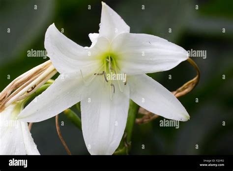 Flower In The Summer Head Of The Hybrid Cape Lily Crinum X Powellii