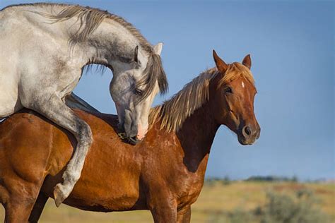 2000 Mating Of Horses Stock Photos Pictures And Royalty Free Images