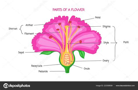 Complete flowers have both male and female parts, which offer reproductive benefits. Cross section of a hibiscus flower | Part of a flower ...