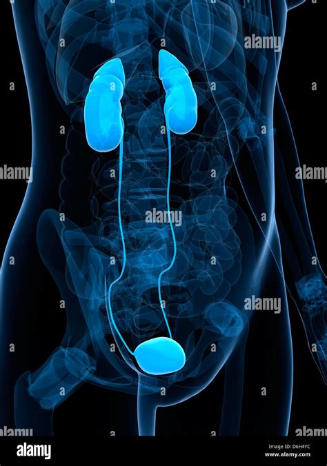 Healthy Urinary System Artwork Stock Photo Alamy