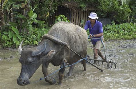 Farmers Best Loved Animal — The Carabao By Eve Philippine Observers