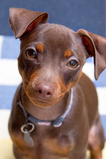 Whos Hungry Cute Animals Miniature Pinscher Cute Dogs