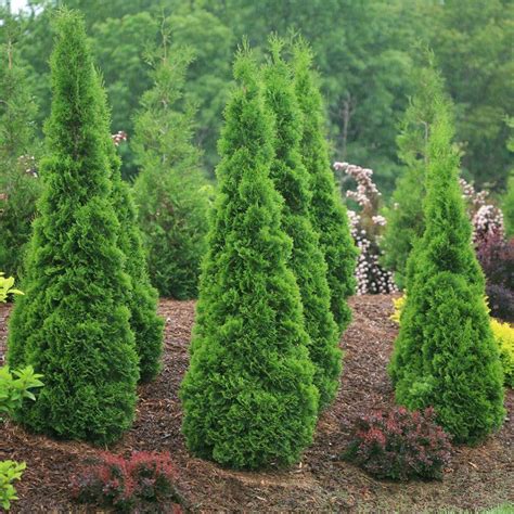 Thuja emerald green is a selected form of the white cedar or american arborvitae, thuja occidentalis. North Pole® Arborvitae Plant (Thuja) | Emerald green ...