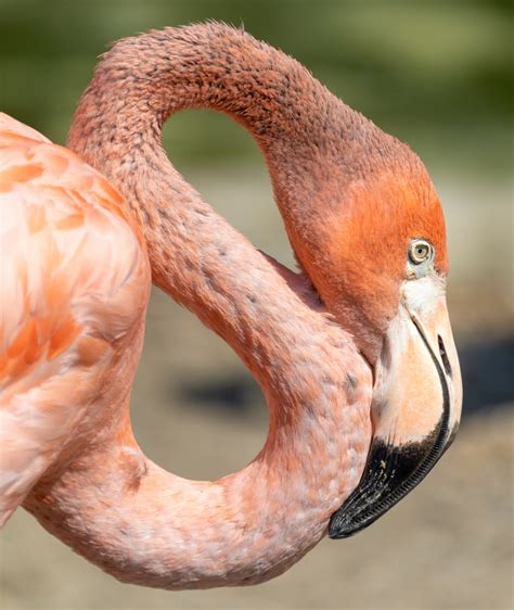Pink Flamingo Portrait Free Stock Photo - Public Domain Pictures