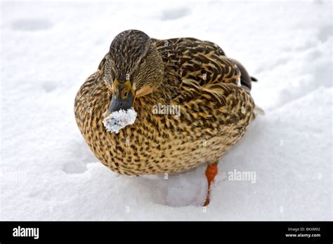 Female Mallard Duck With Snow On Her Bill Near The Shore Of Lake Tahoe