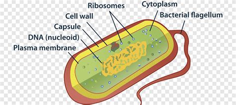 Free Download Prokaryote Bacterial Cell Structure Organelle