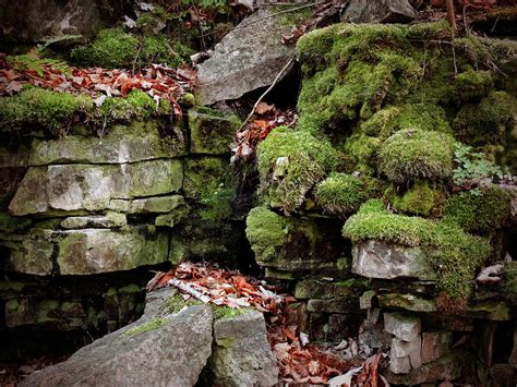Moss Covered Rock Photograph By David T Wilkinson Pixels