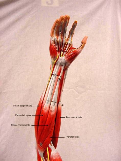 Lower Arm Muscles Names Leg Model Labeled Muscles Anatomy Lab 2