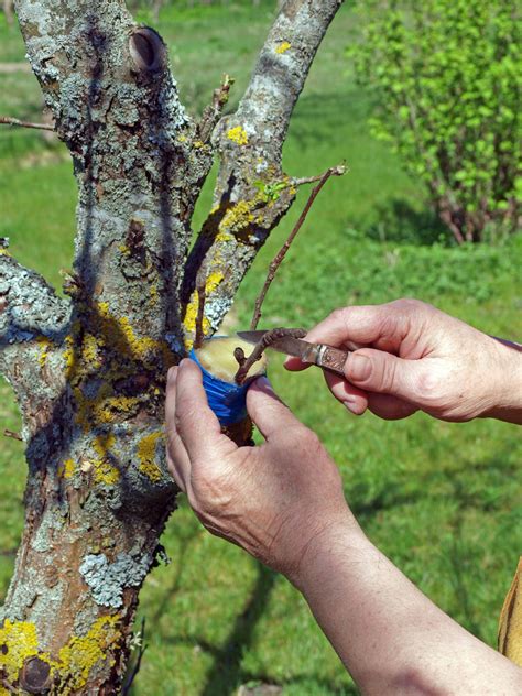 Shake off excess soil from the rhizome. How to Save a Dying Tree - Gardenerdy