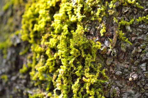 How To Rid Oak Trees Of Green Fungus Hunker