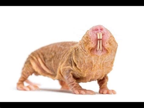 Fascinating Facts About Naked Mole Rats Unveiling The Wonders Of Nature S Strangest