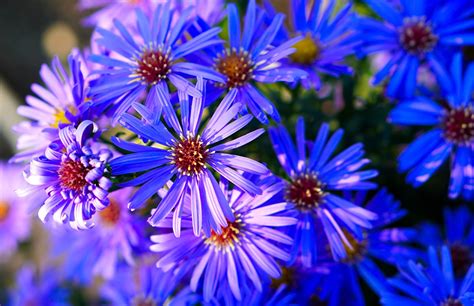 Images Blue Asters Flowers Many Closeup