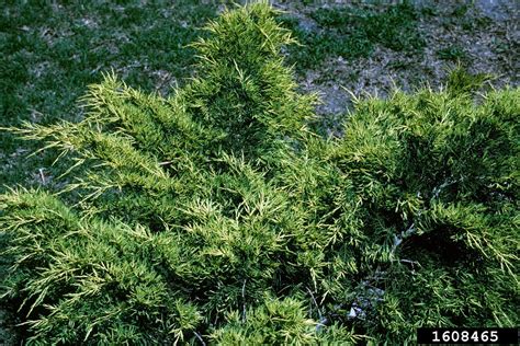 Chinese Juniper Juniperus Chinensis