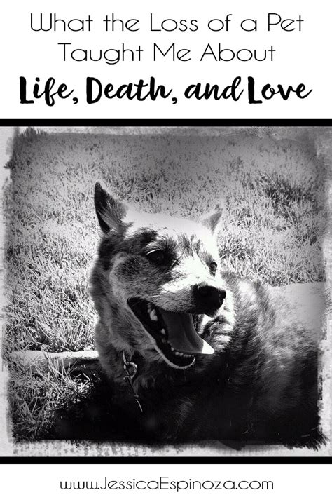 We did not find results for: What-the-Loss-of-a-Pet-Taught-Me-About-Life,-Death,-and ...