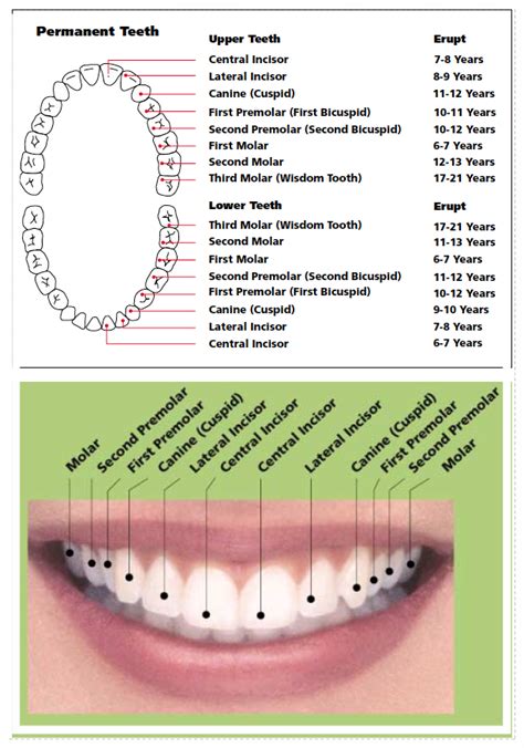 Tooth Chart For Adults