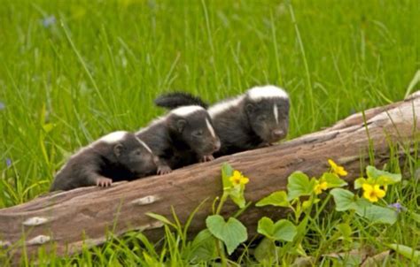 Baby Skunks Are Called Kits In Case You Were Interested They Look