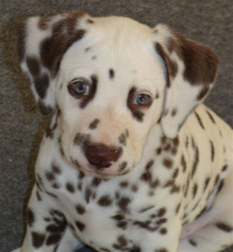 Another Dalmatian With Liver Spots Dalmatian Puppy Cute Animals