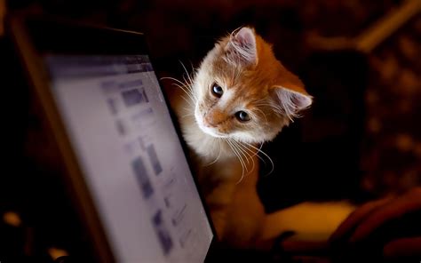 Laptop Cat Hd Desktop Wallpaper Widescreen High