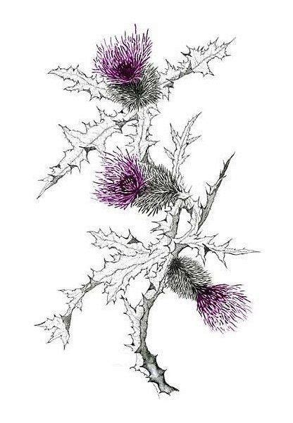 Popular Tattoos And Their Meanings Thistle Tattoo Scottish Tattoos