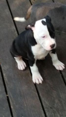 My pit had puppies this morning & im in love with every single 1 of them!!! Blue nose pitbull puppies for Sale in East Stroudsburg, Pennsylvania Classified | AmericanListed.com