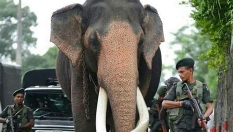 LankaWeb – Tallest elephant in Sri Lanka gets armed escort. Here’s why