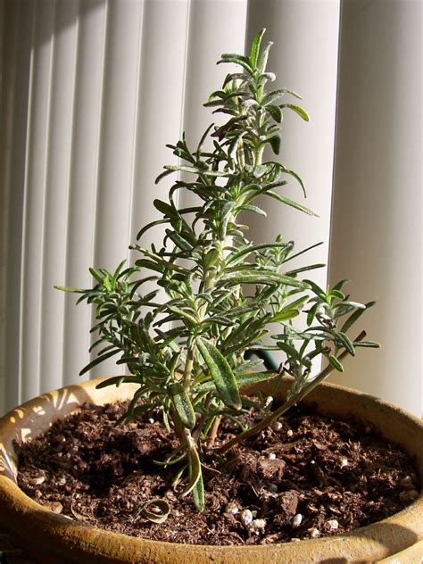 Growing Rosemary Indoors Tips For Care Of Rosemary Plants