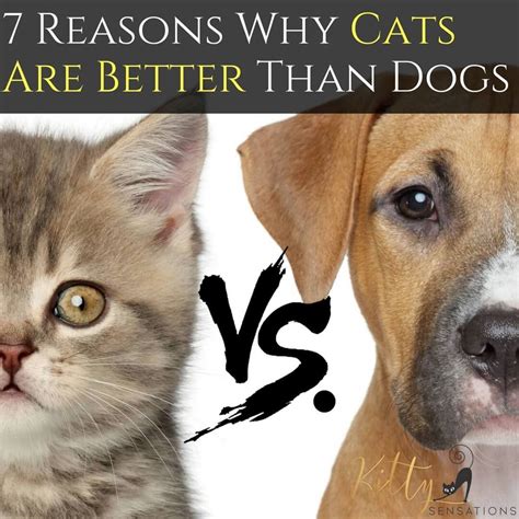 Cats Vs Dogs 7 Reasons Why Cats Are Better Than Dogs