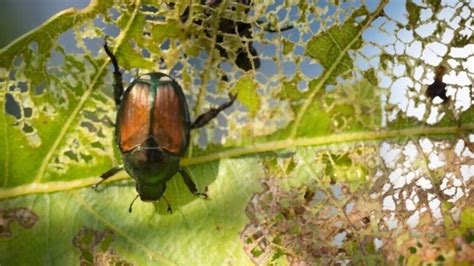 Best Insecticide For Japanese Beetles Aug 2023 Top 6 Picks