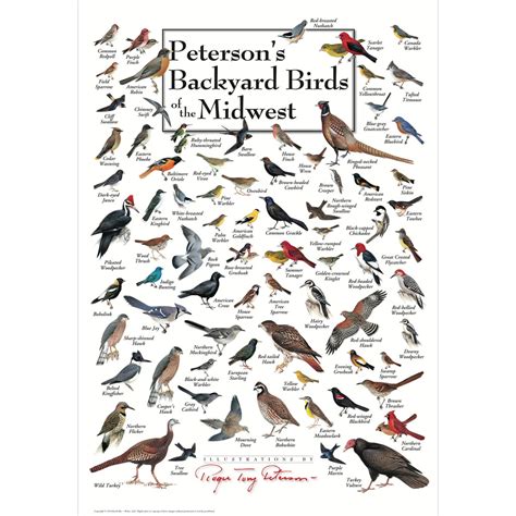 Petersons Backyard Birds Of The Midwest Poster Mommas Home Store