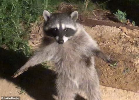 Raccoon Stands Stock Still Like A Human When It Is Caught Sneaking